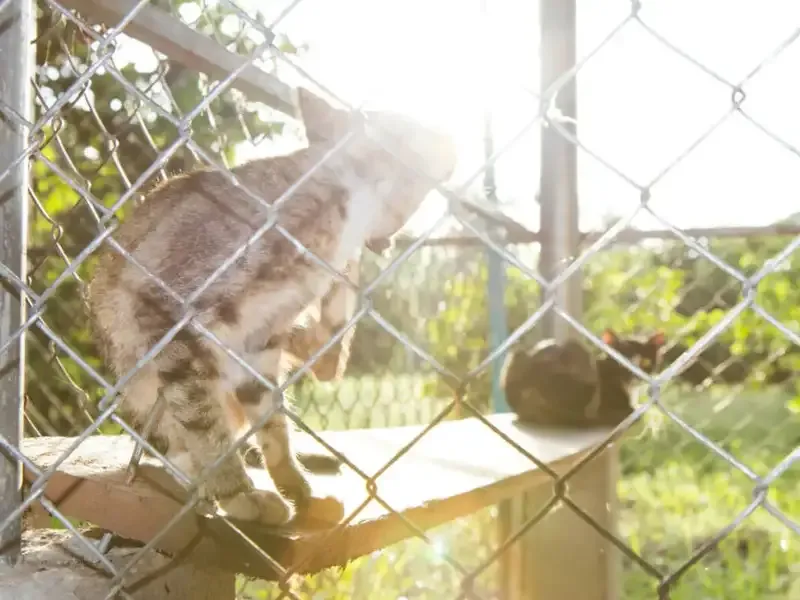 Dwa koty siedzą w słońcu na zewnętrznym wybiegu schroniska dla zwierząt