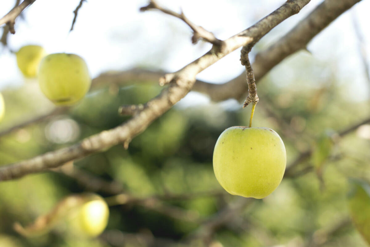 Äste eines Apfelbaumes mit mehreren grünen Äpfeln