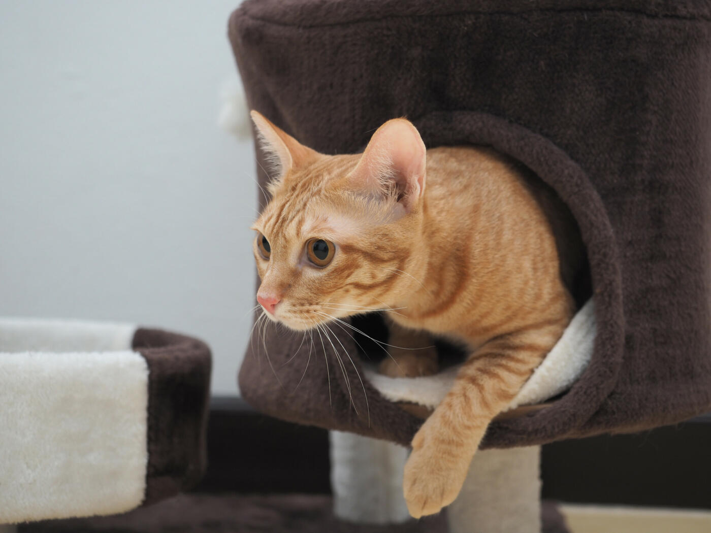 Scratching Posts: Why They Are Essential for Your Cat’s Well-being