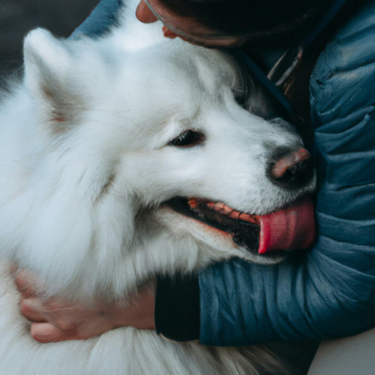 Frau in blauer Jacke umarmt einen weißen Hund
