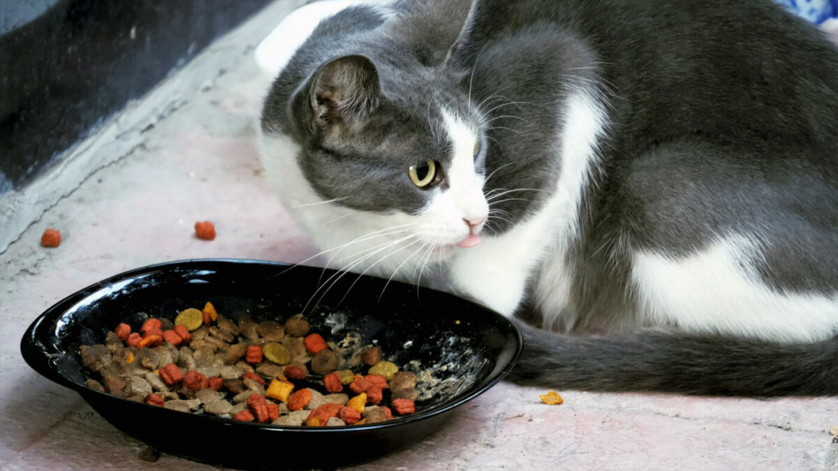 Grau-weiße Katze frisst Trockenfutter aus schwarzer Schüssel