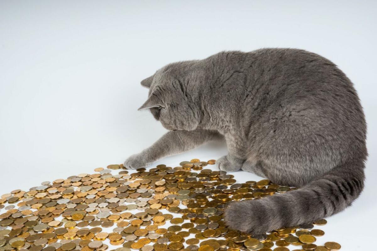 Graue Katze spielt mit Münzen auf den Boden