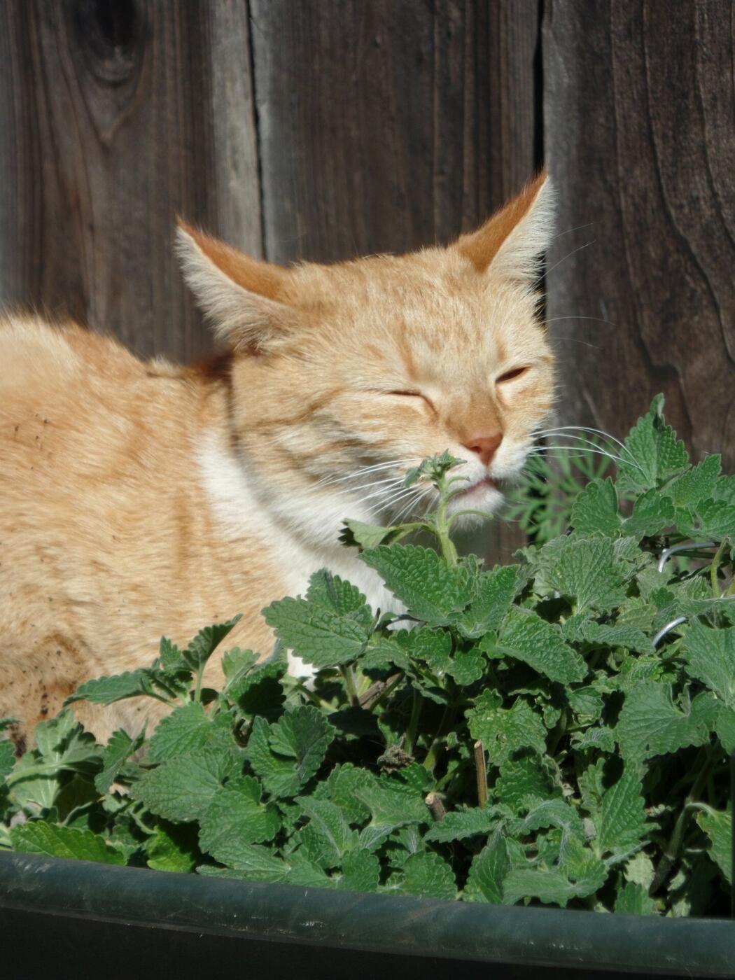 Katze riecht an einer Katzenminze Pflanze