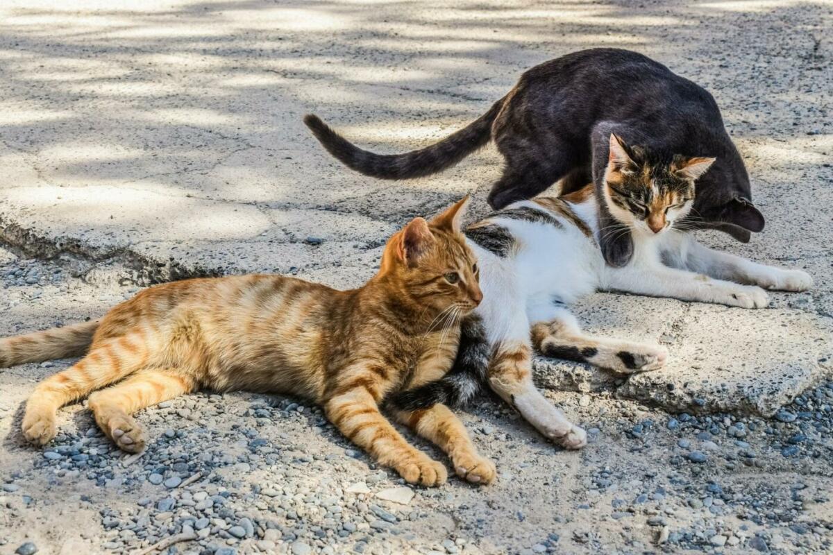 3 Katzen liegen auf dem Asphalt