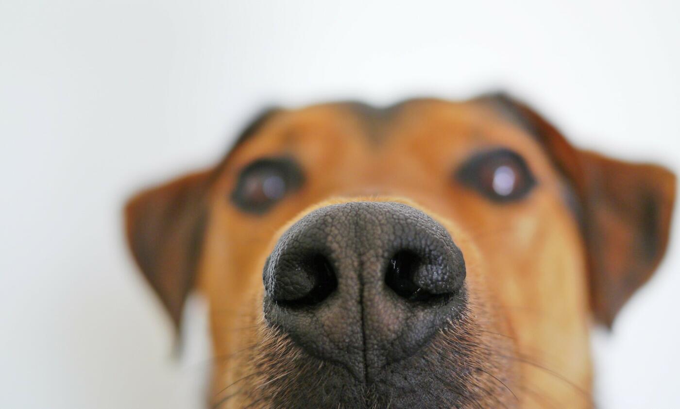 Praca nosa ułatwiona: Wszystko o matach węchowych dla psów