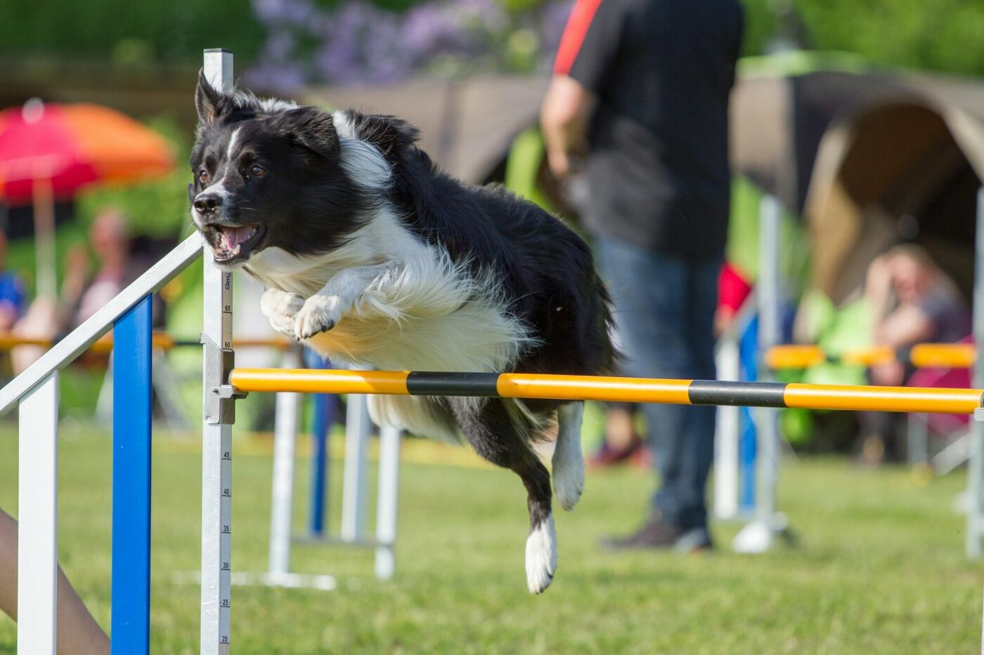 Trening agility dla psów: zabawa, radość i zręczność