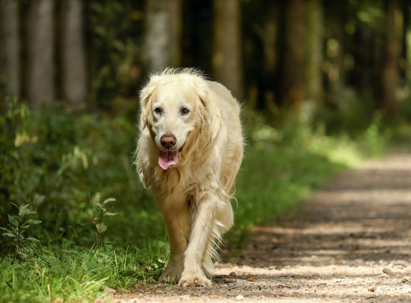 Odpowiednia karma dla starszych psów: Jak kontrolować wagę