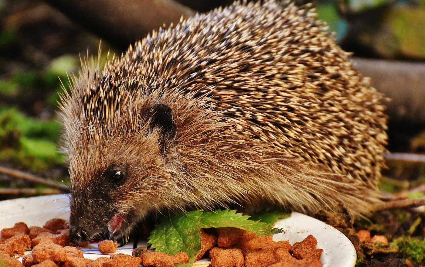 Feeding Hedgehogs in the Garden: A Guide for Animal Lovers