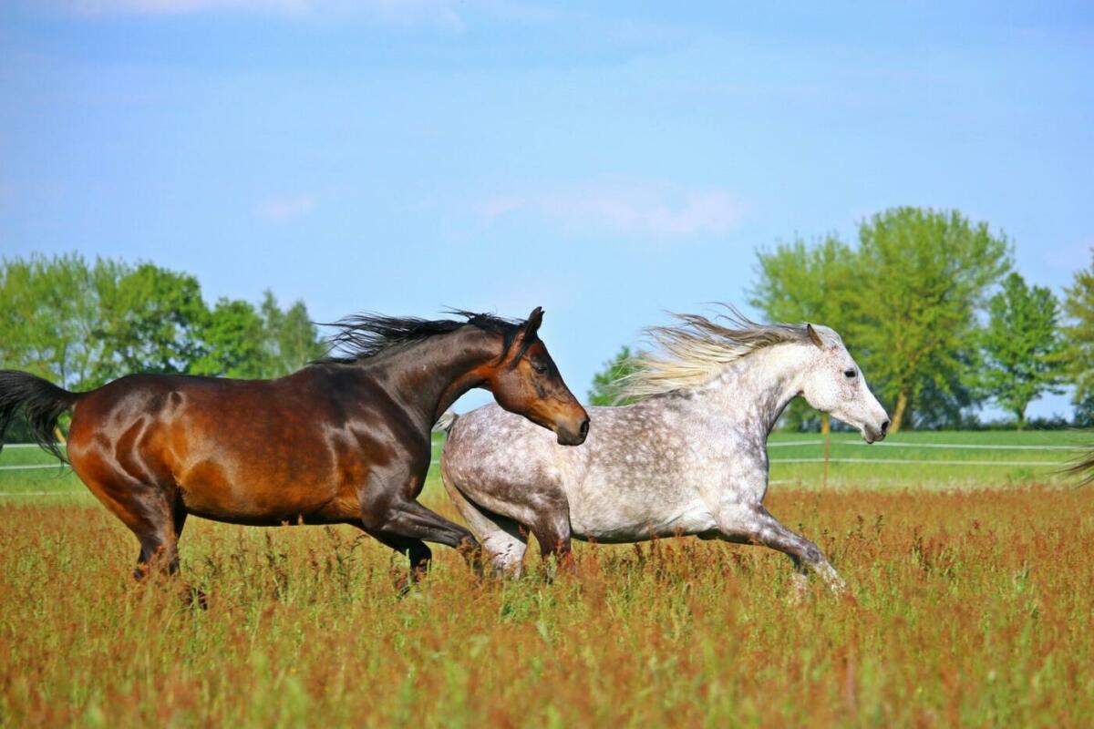 Braunes und weißes Araber Pferd galoppieren auf einer Wiese