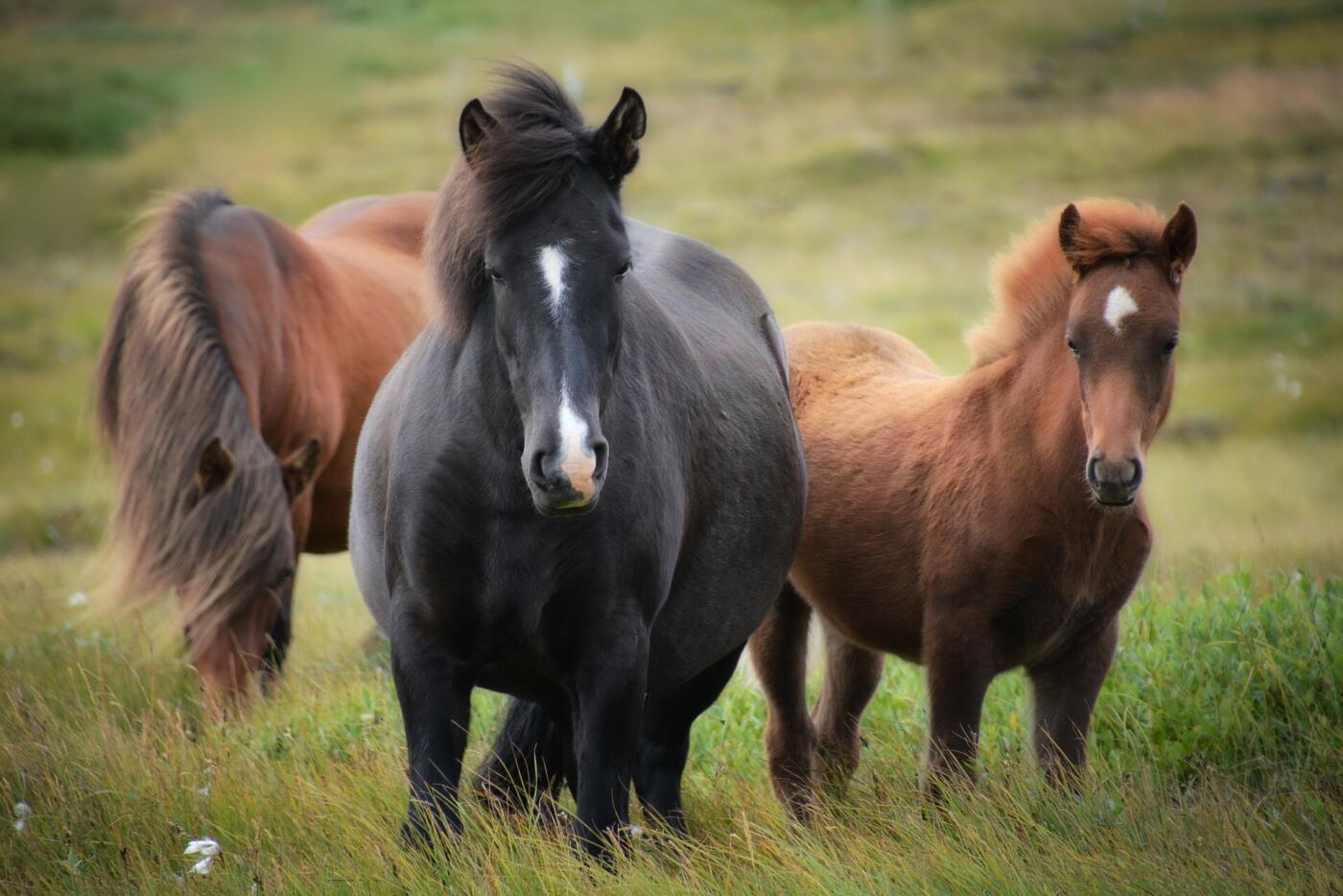 The world of horses: a journey through the diversity of horse breeds