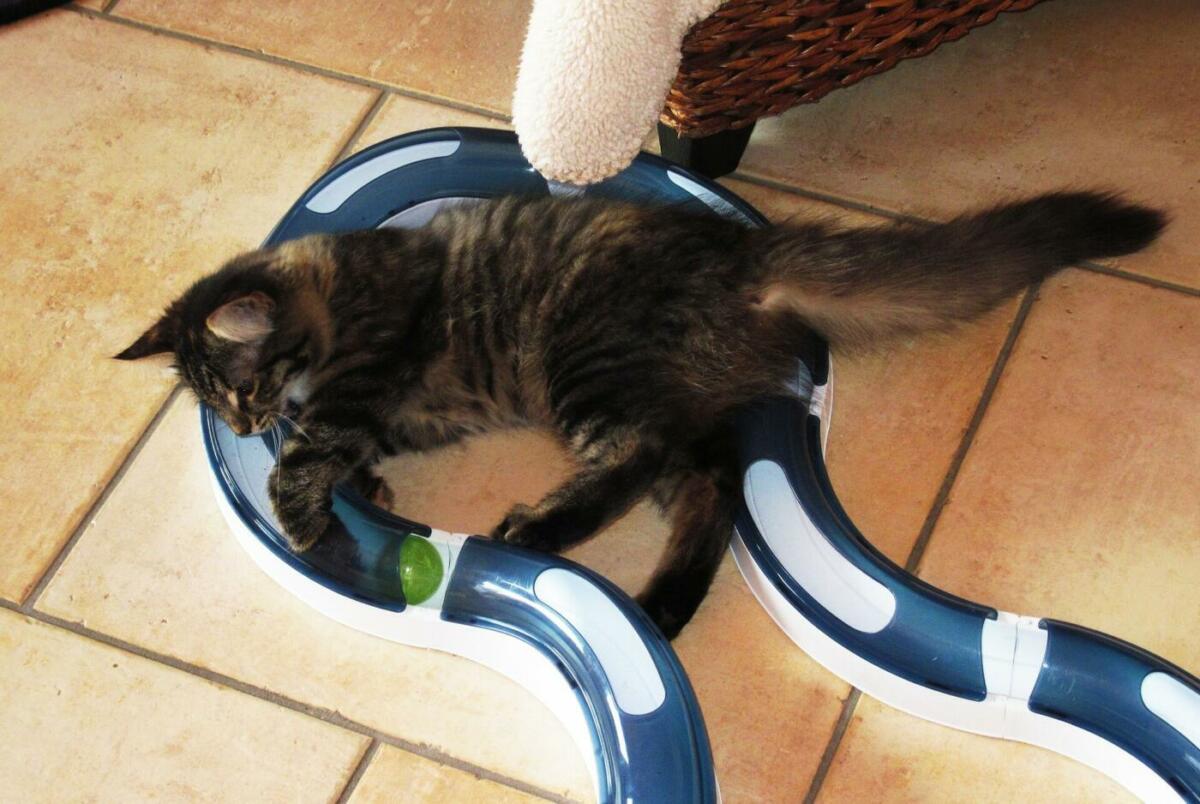 Katze spielt mit Balltunnel