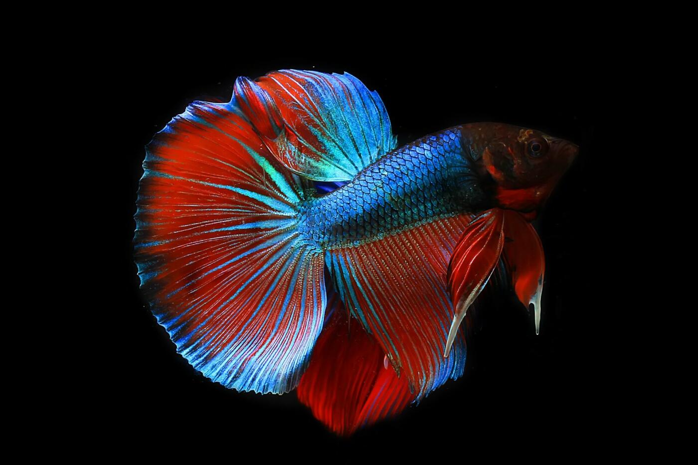 Siamese Fighting Fish: A Showstopper in Every Aquarium