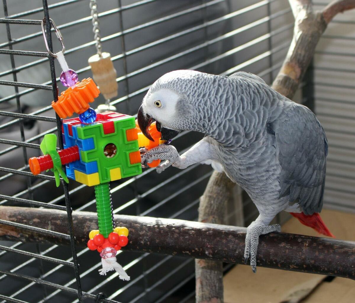 grauer Papagei sitzt auf einem Ast und spielt mit buntem Würfelspielzeug