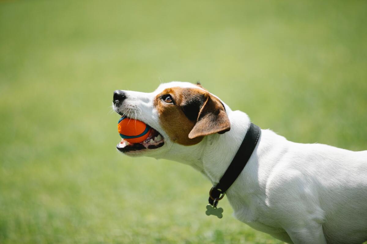 Kleiner Terrier mit rotem Ball im Maul