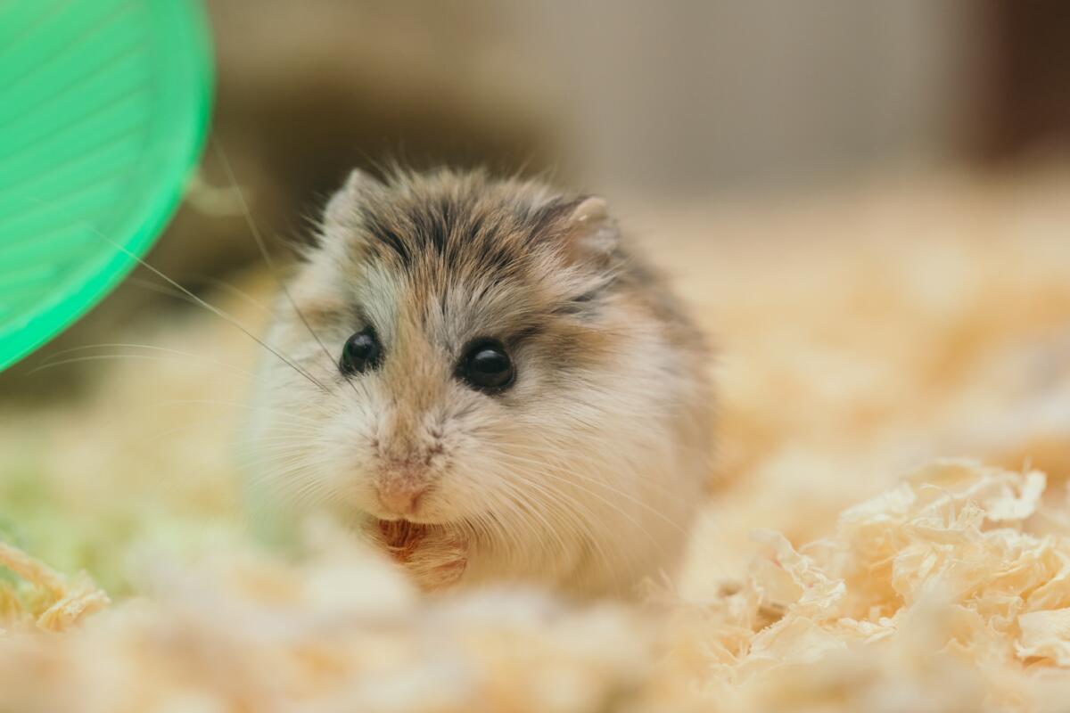 Ein kleiner Hamster beim Fressen