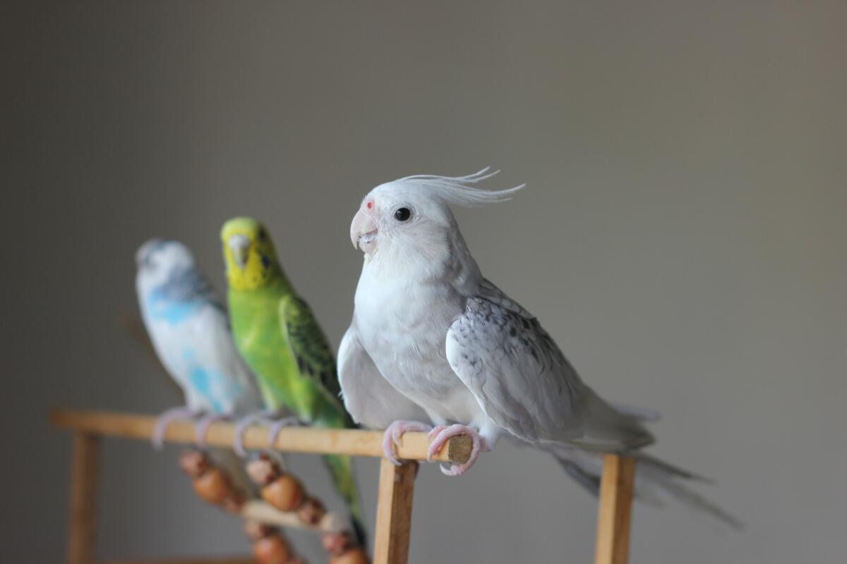 Flying Leisure: The Top Toys for Your Budgie