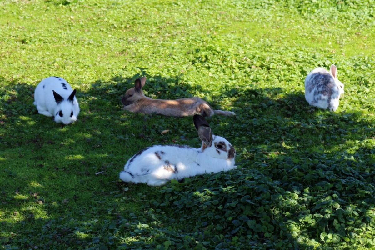 4 Kaninchen liegen auf einer Wiese