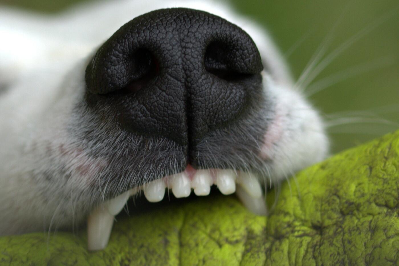 Proper Dental Care for Dogs: How to Prevent Dental Diseases