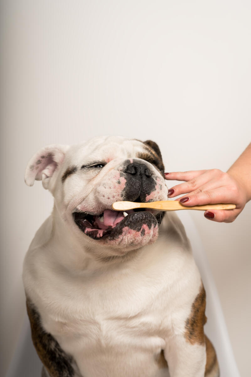 Frau putzt Bulldogge die Zähne mit gelber Zahnbürste