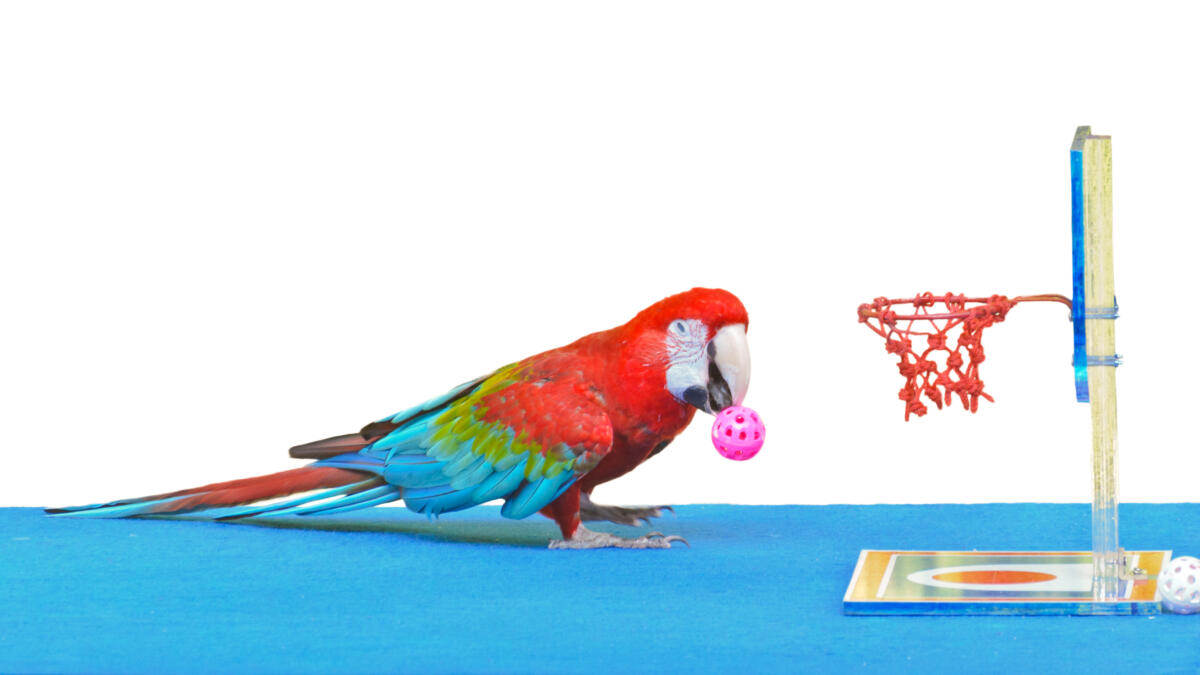 Intelligenzspielzeuge für Papageien: So hältst du deinen gefiederten Freund aktiv und fit